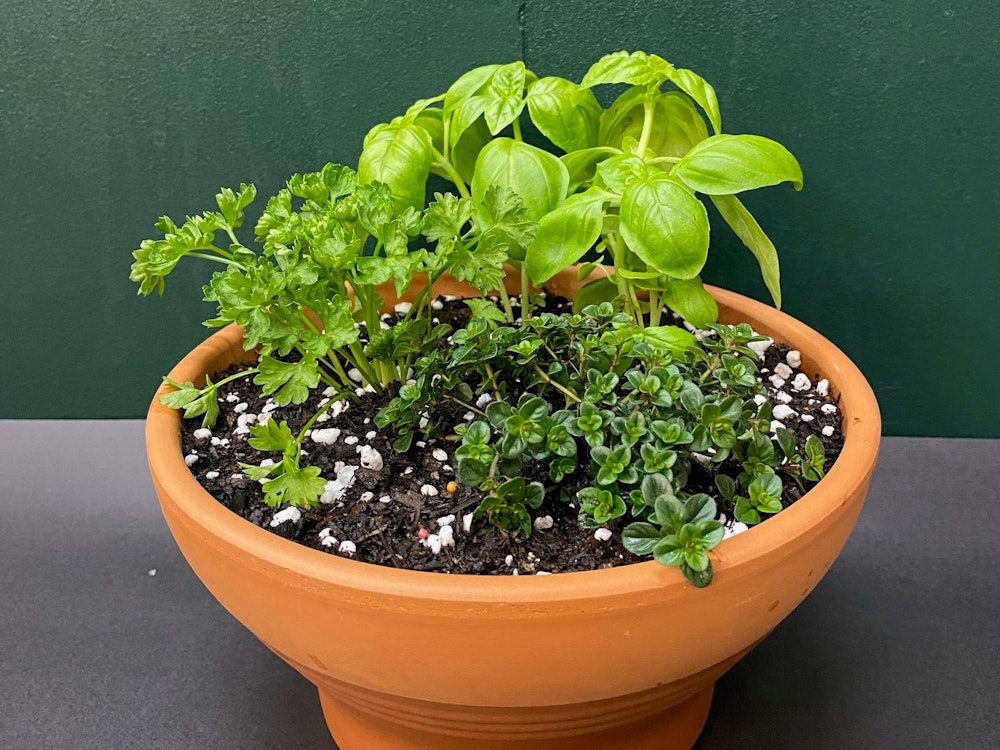 Image for DIY Herb Garden Workshop