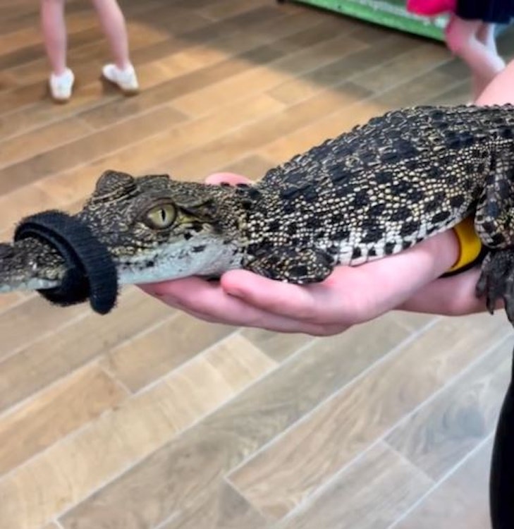 Image for Canberra Reptile Zoo in Denman Prospect