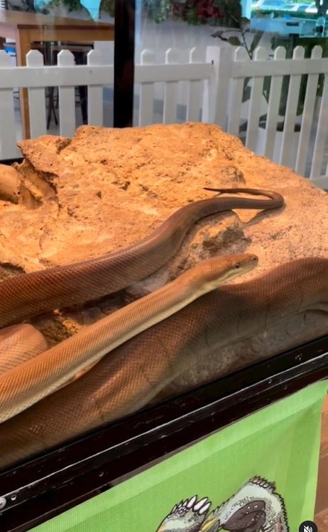 Image for Canberra Reptile Zoo in Denman Prospect