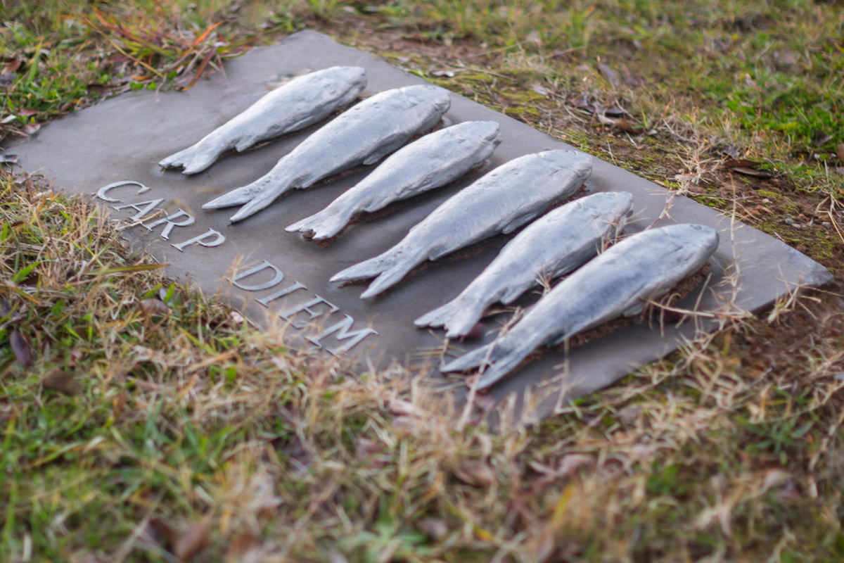 Image for Carp Diem by Rosalind Lemoh