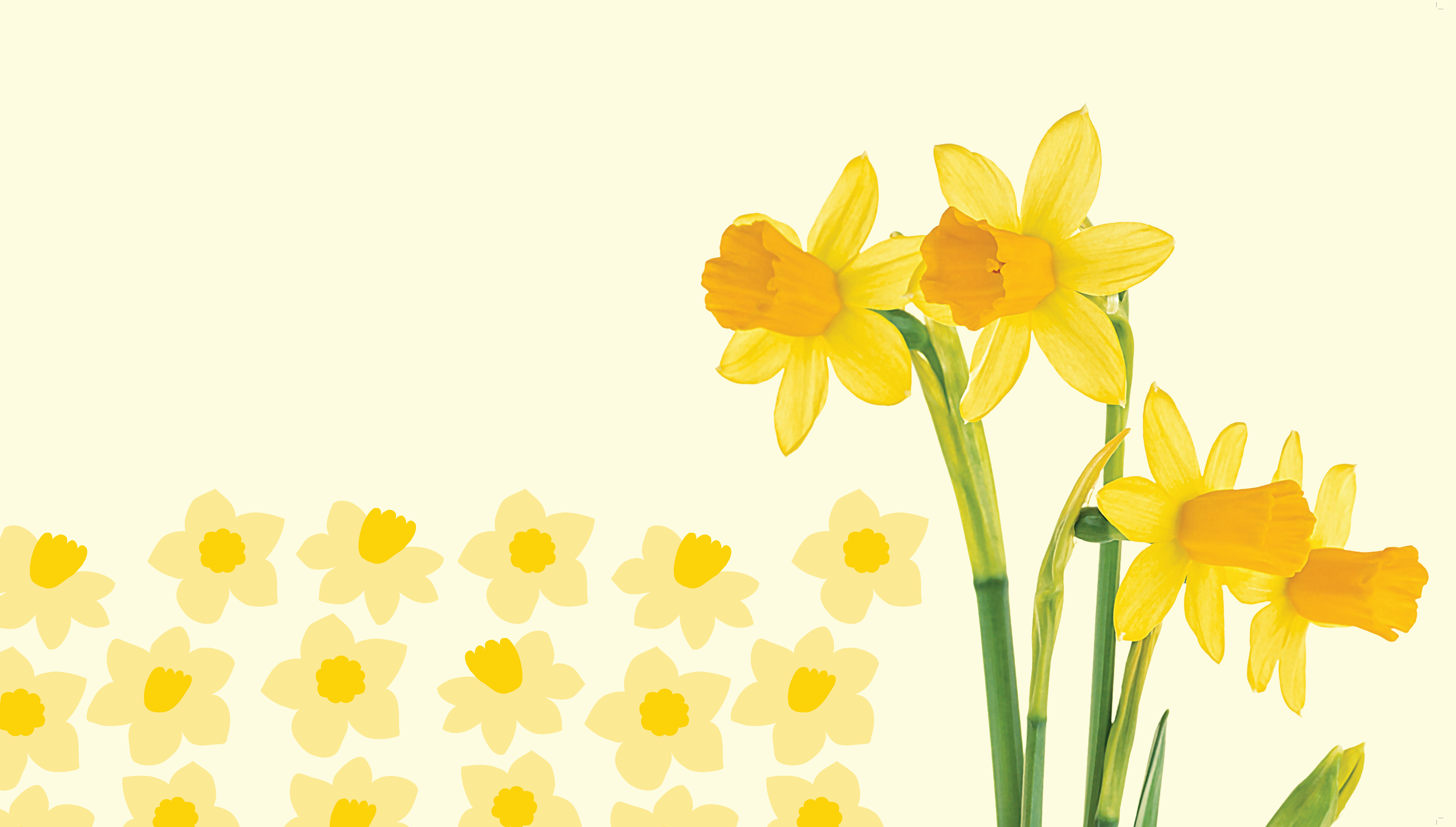 Image for Grab Your Daffodils in Centre to Support Cancer Council