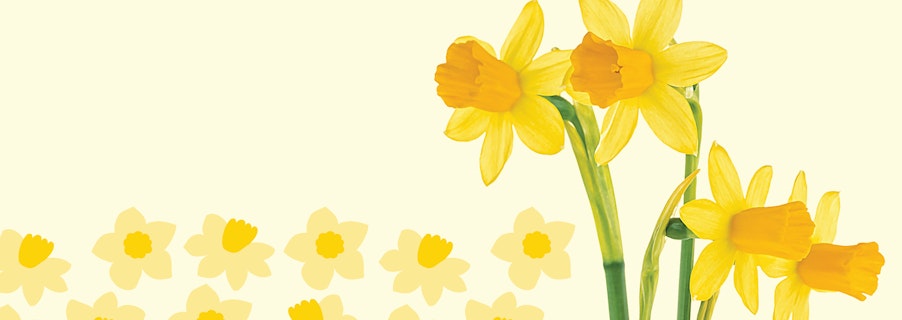 Image for Grab Your Daffodils in Centre to Support Cancer Council