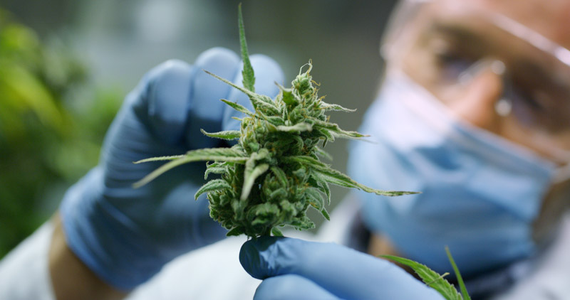 gloved scientist examines cannabis plant with face mask on