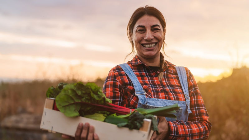 female farmer collects lettuce in box
