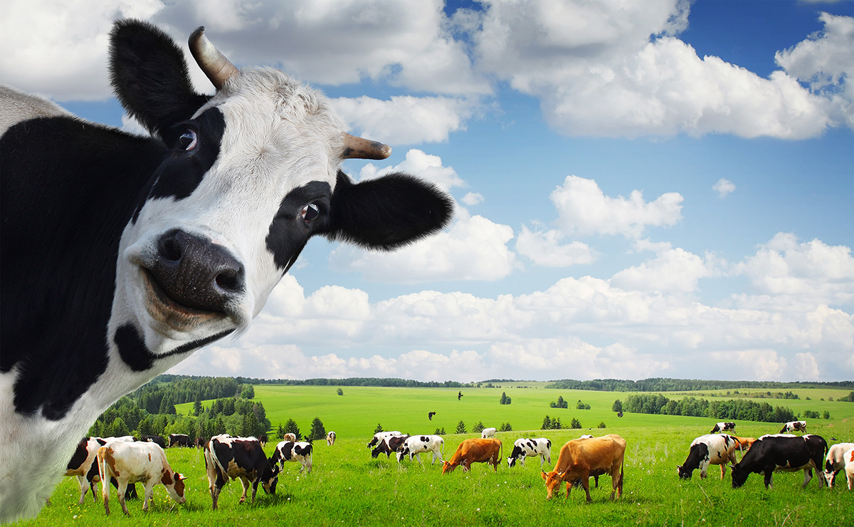 Koeien gevaarlijk voor het milieu?