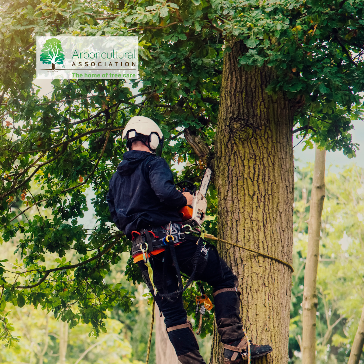 Man with helmet on up a tree with chainsaw and Arboricultural Association logo in top corner