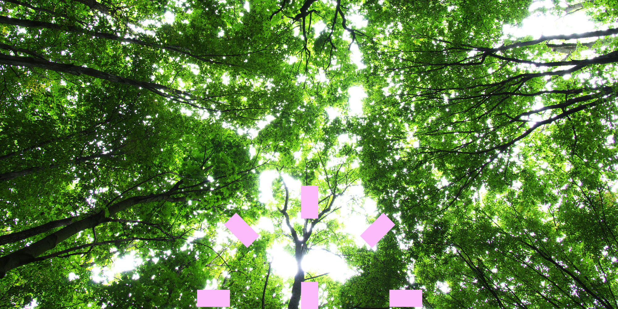 Forest view looking up at trees with the ABAX pink symbol