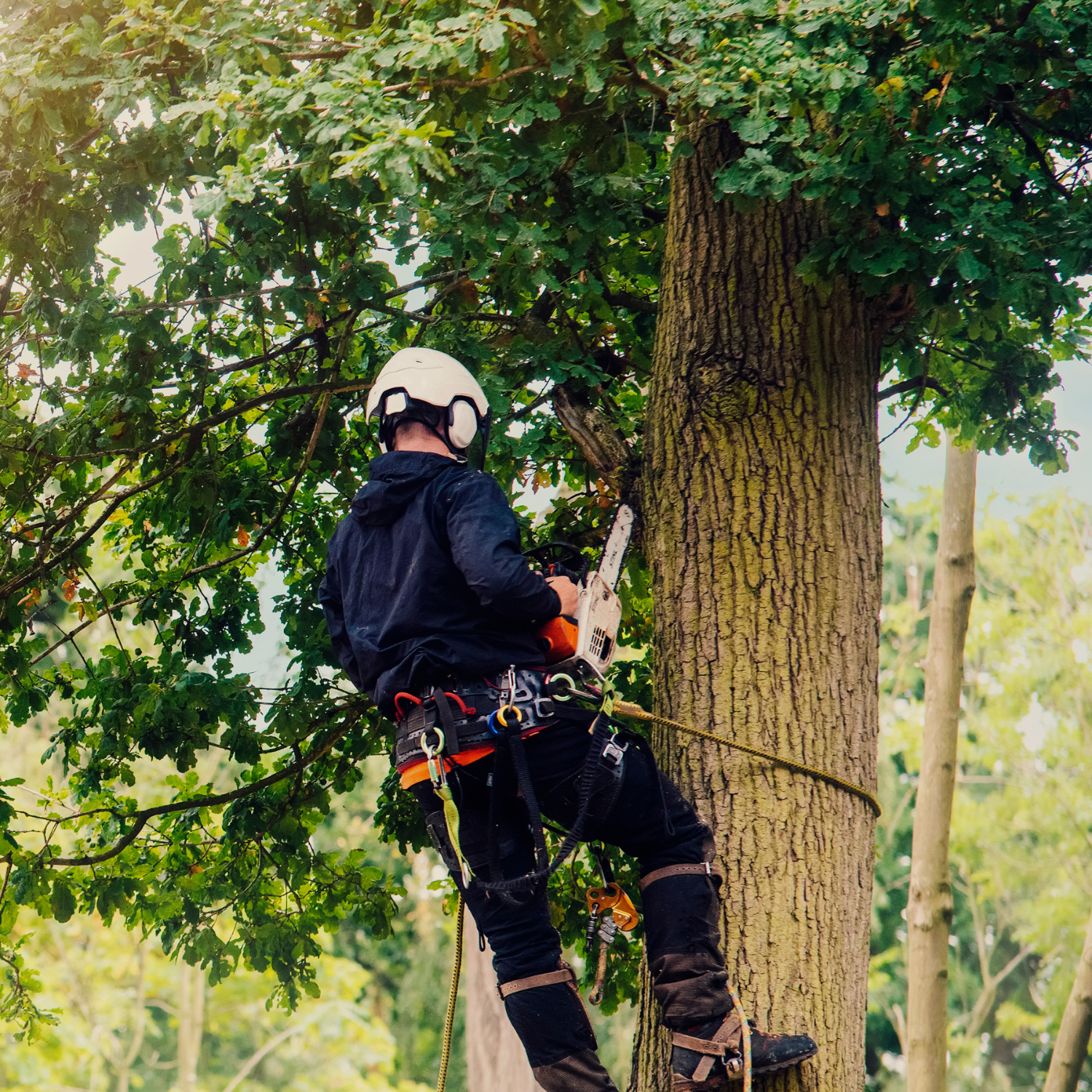 Tree surgeon with tool