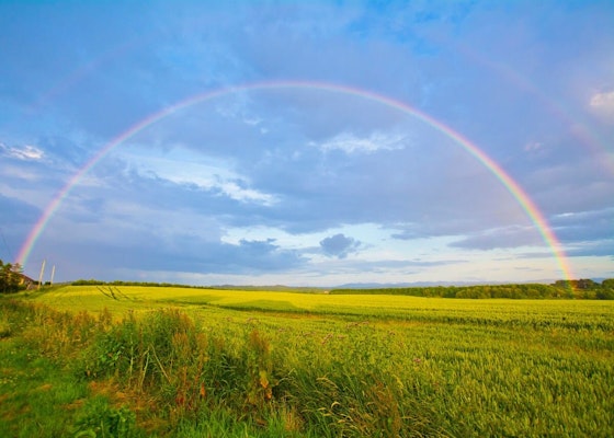 Rainbow Fridays