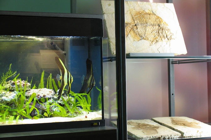 Wenn Fische erzählen (c) Naturmuseum Südtirol_Ochsenreiter IMG_2072m