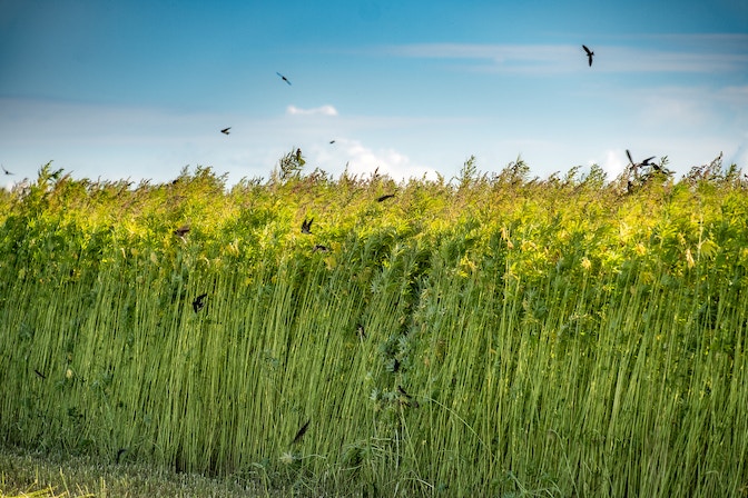 Hemp China
