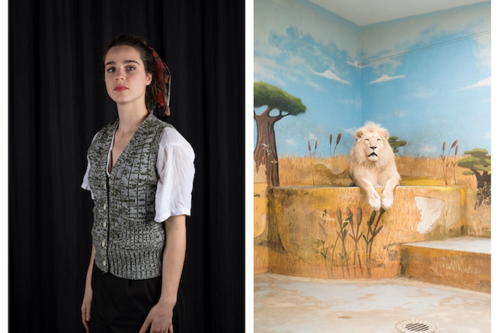 Il lupo e altri animali nella fotografia di Elisa Cappellari al Café de la Paix a Trento