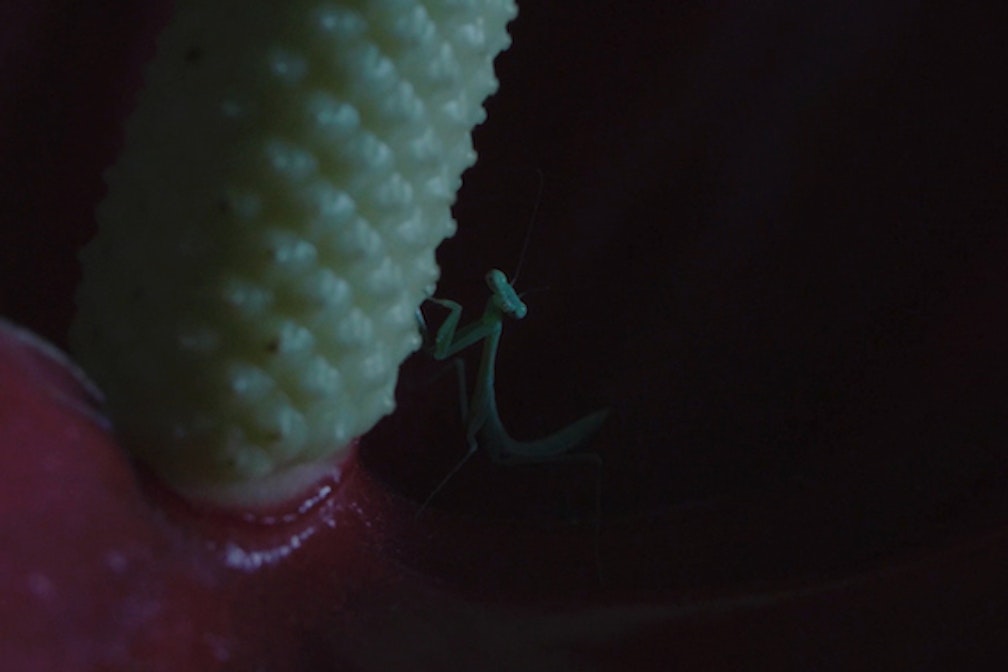 GOM_03 Clara Agnelli