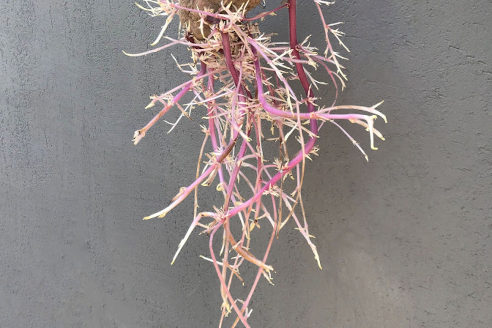 mueller_kartoffel-c-carmen-mueller