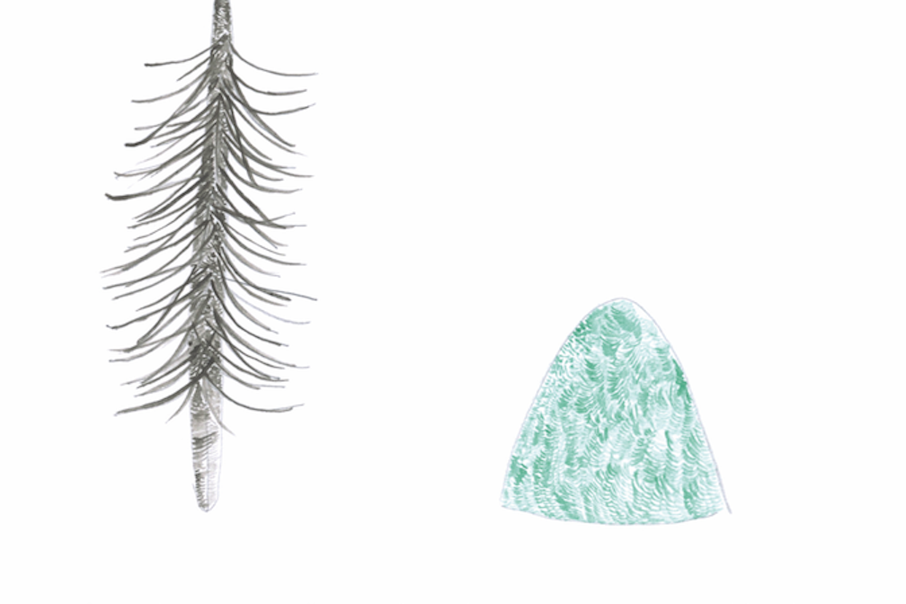 Gabriela Oberkofler Bluehende Tanne und Nadeln + Harald Welzer