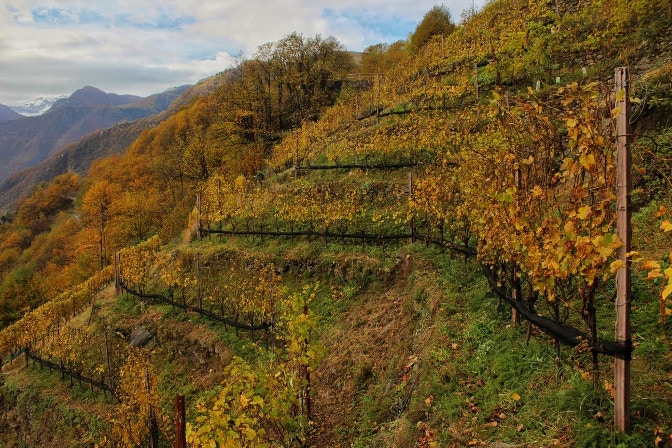 vino lombardia piwi