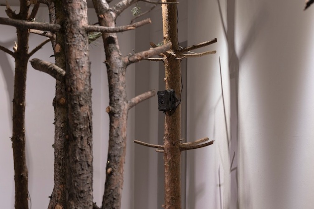 Walking in Beuys Woods: Hannes Egger a Cavalese