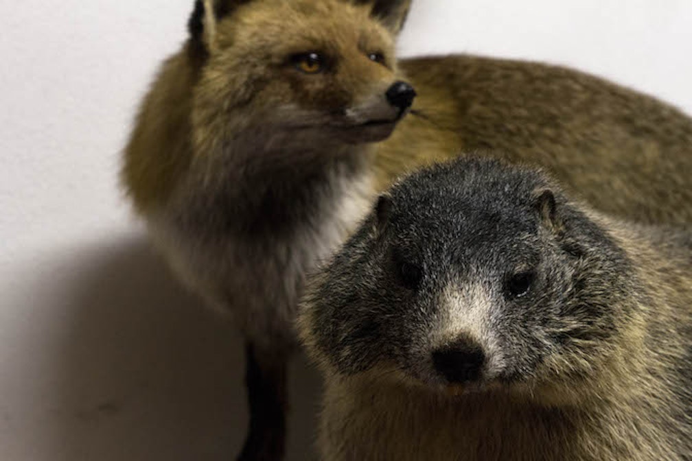 Il tassidermista #12