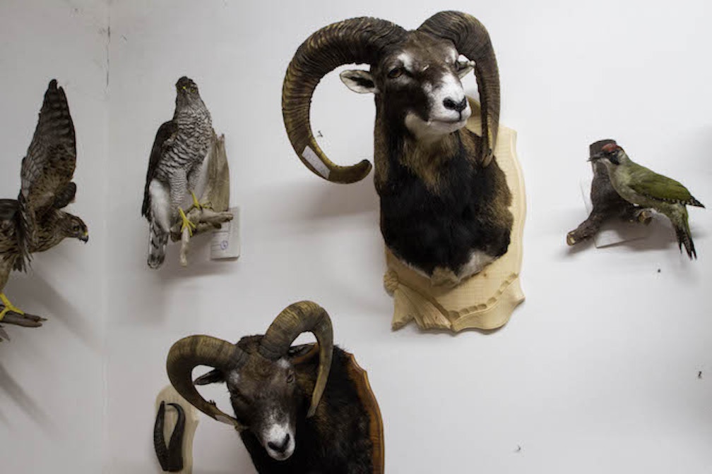 Il tassidermista #11