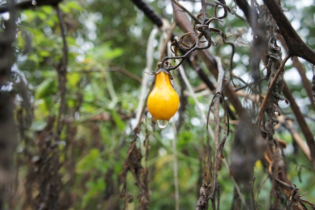 Frost!_frowinundwiesl_tomate