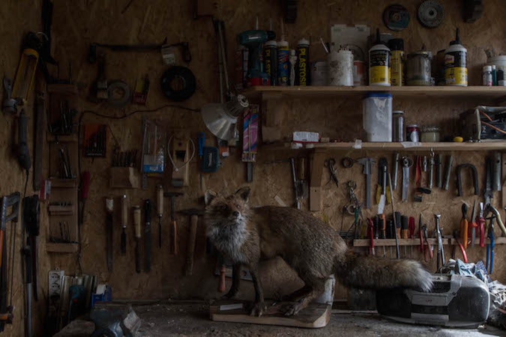 il Tassidermista 05 Roberta Segata