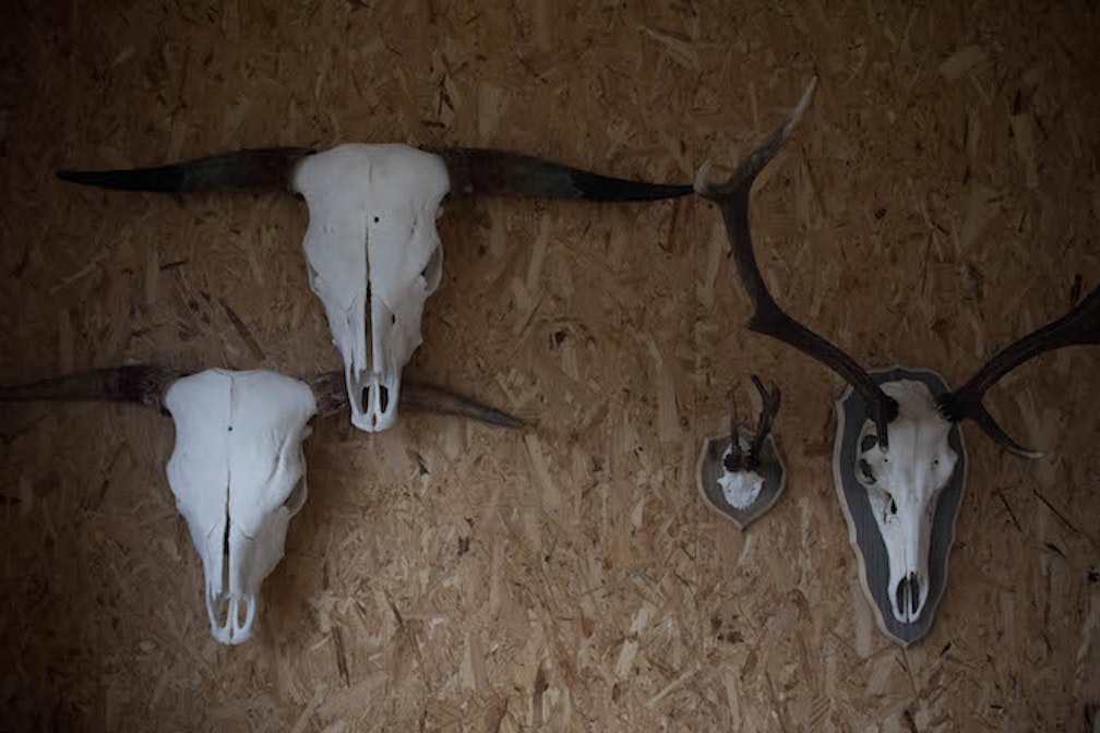 il Tassidermista 03 Roberta Segata