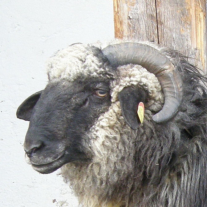 biodiversità