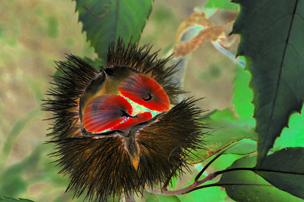 De gustibus Connection special edition: Goloso Törggelen #2