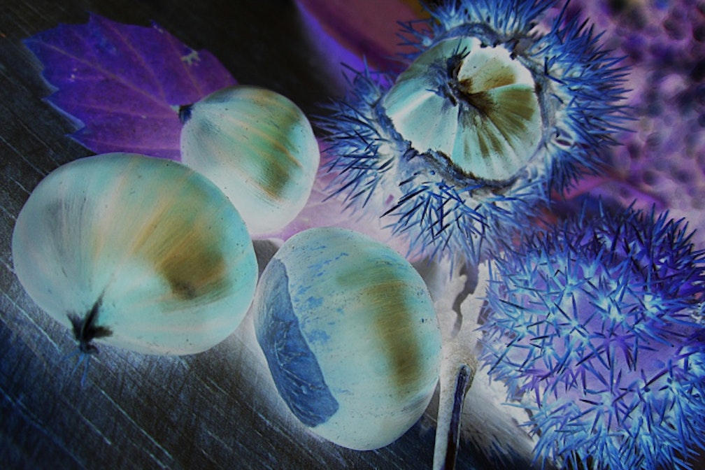 De gustibus Connection special edition: Goloso Törggelen