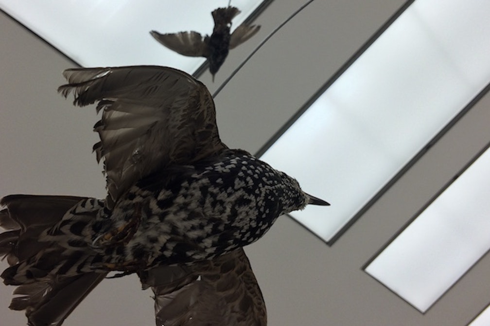 Nicolò Degiorgis Museion Hämatli Patriae franzmagazine 01