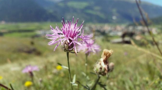 Tartscher Bühel