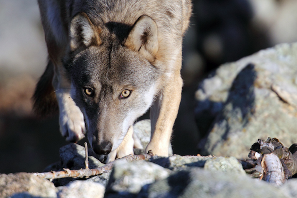 Centro Uomini e Lupi Entracque - Foto Fulvio Feltrando