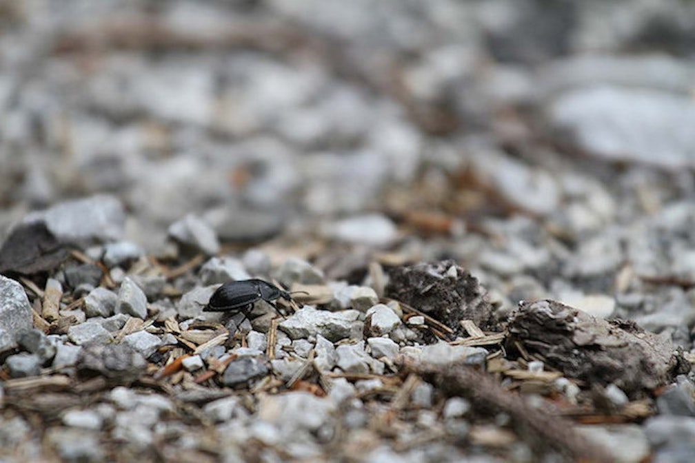 Open Call Urkultfestival 2016 Milch & Q Verein Unterinn Ritten