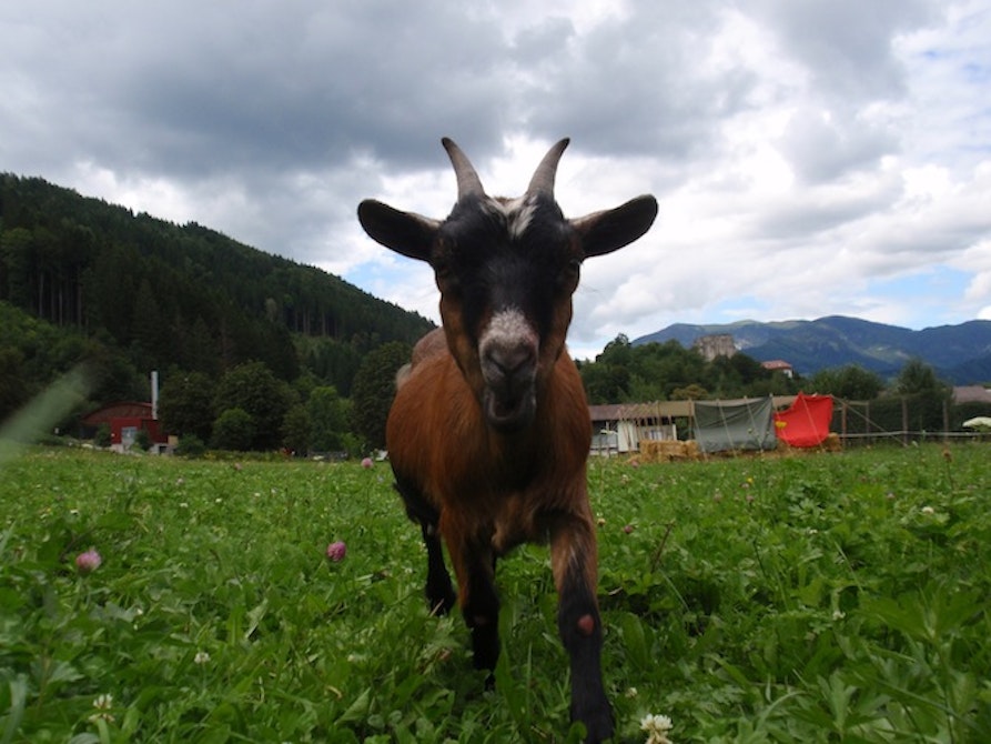 Kineme Strohstadt 2014 Friesach