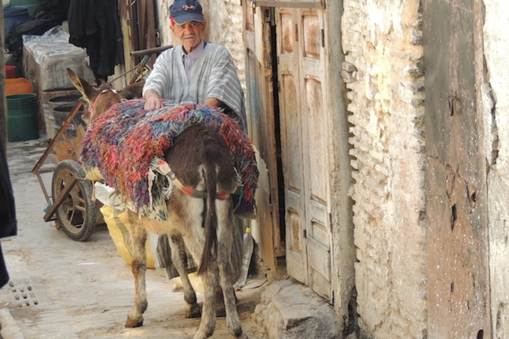 Marokko Fes Esel - Petra Goetsch