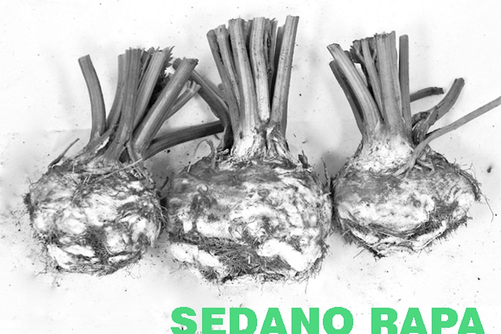 Tipical Tipps. Che fare con il sedano rapa?