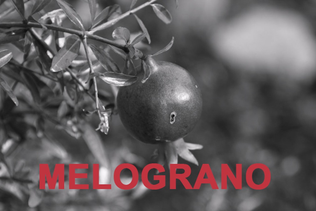 melograno
