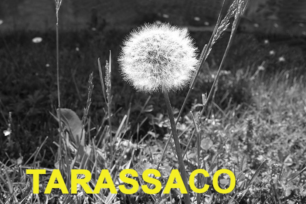 tarassaco