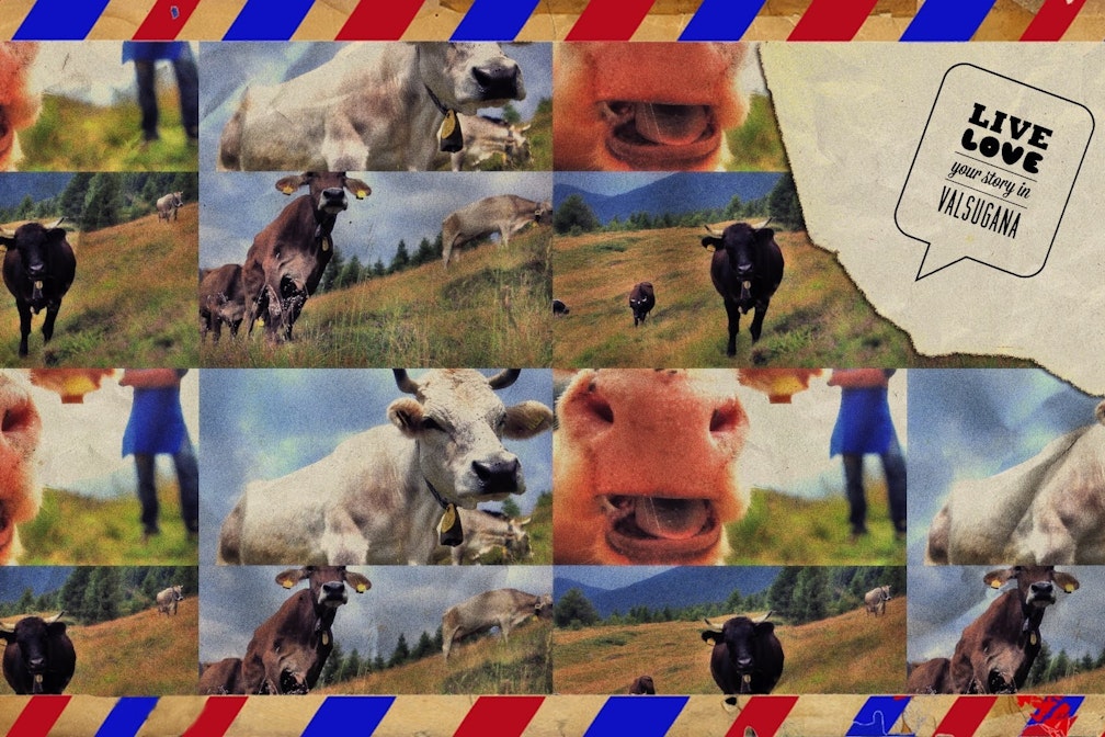 Se bevessi latte… adotterei una mucca