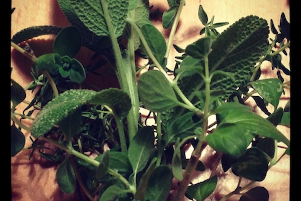 cooking with condito