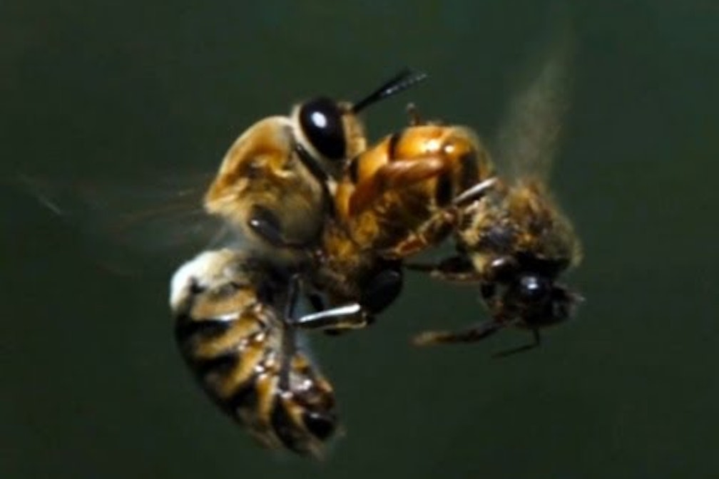 Süße Biester – More than Honey