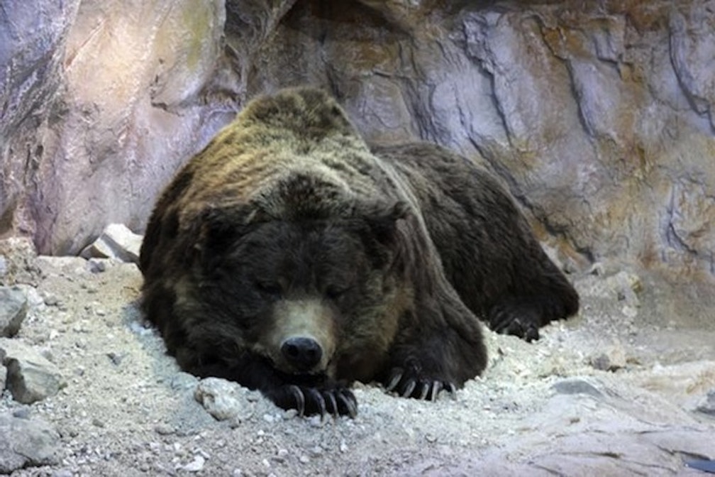 Echtes Ladiner Urgestein: Der Ursus Ladinicus im Museum Ladin