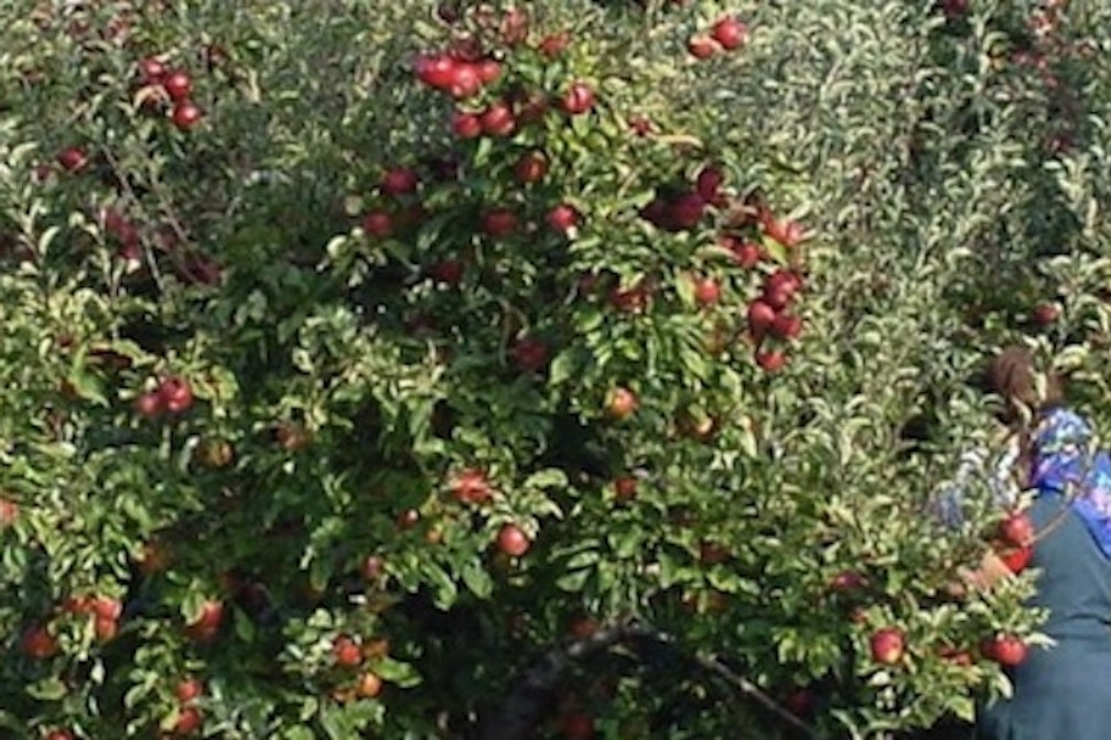 all&tägliches: Im Zeichen des Apfels