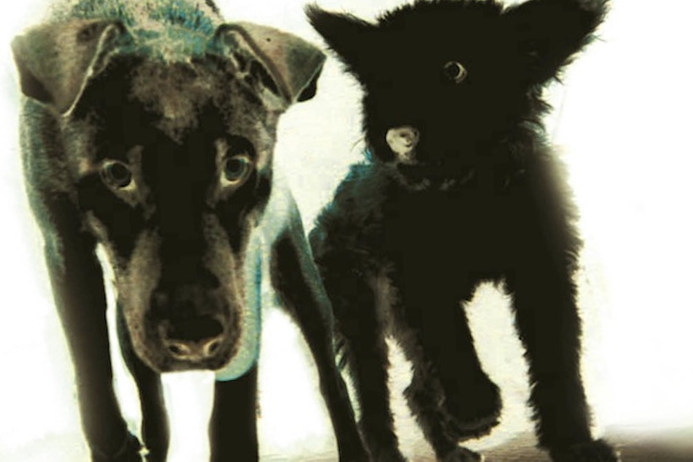 Maxi Obexers gefährlich lachende Hunde