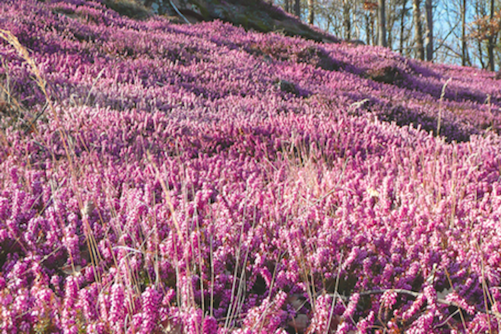 Mitterberg im Überetsch