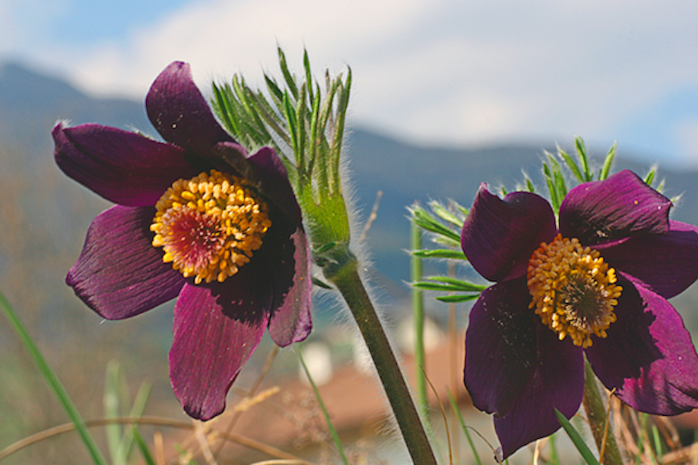 Sul versante soleggiato della val d’Isarco