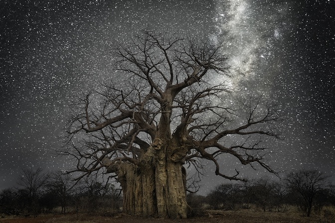 Beth Moon "Lacerta"
