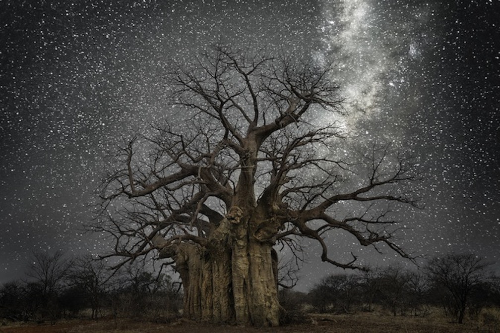 Beth Moon "Lacerta"