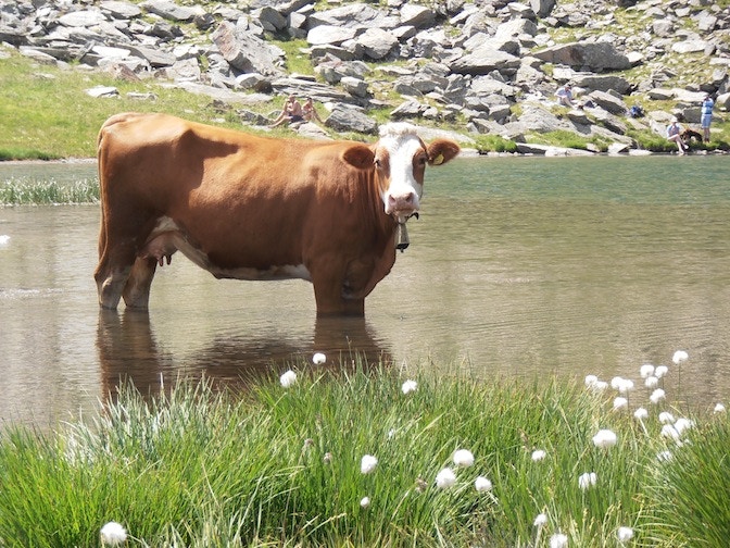Mountainsoul Hahnenkamm