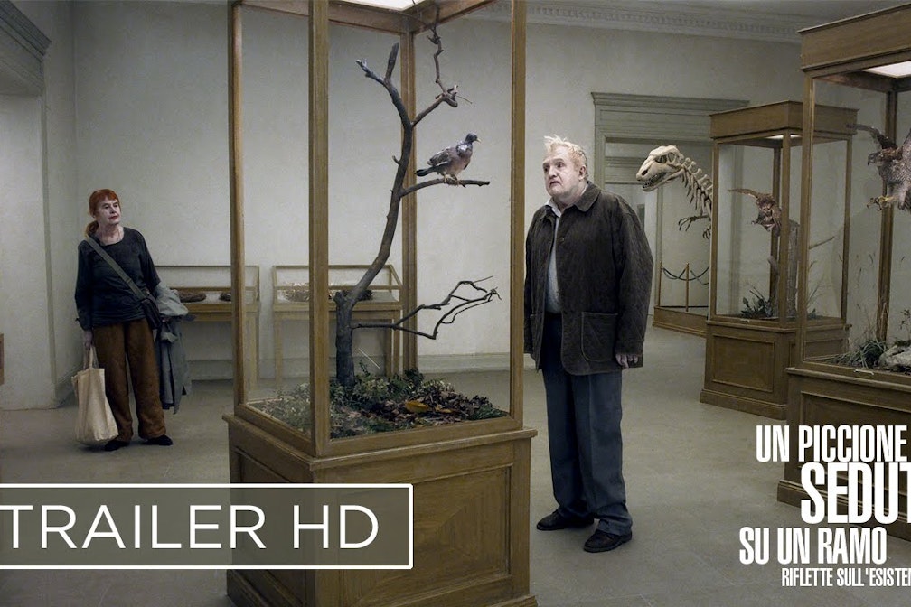 HomeGrown Reviews: Eine Taube sitzt auf einem Zweig und denkt über das Leben nach